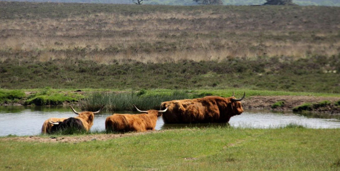 Uddelermeer_natuur.jpg